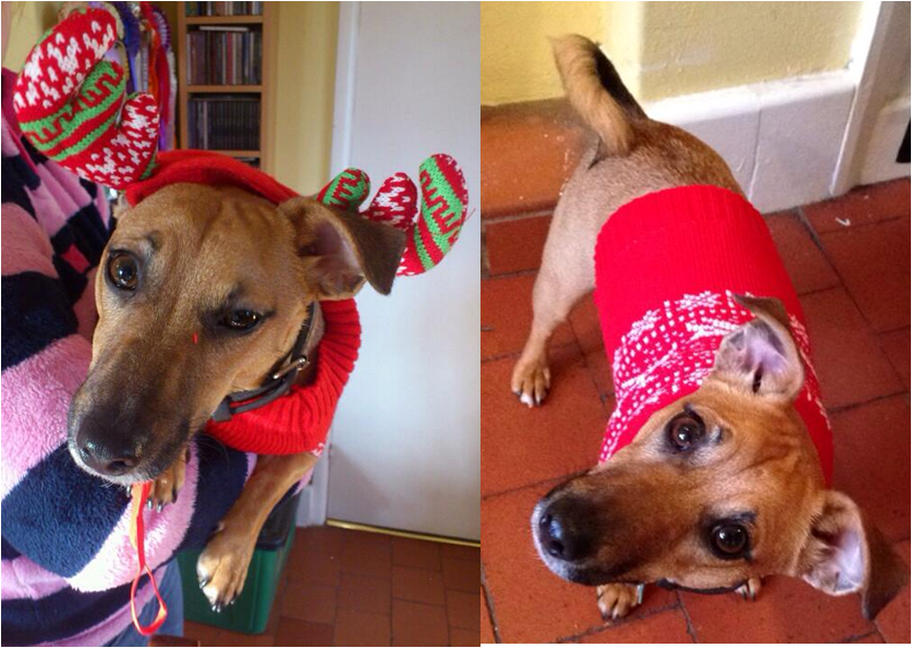 Algy rocks the knitted antler
