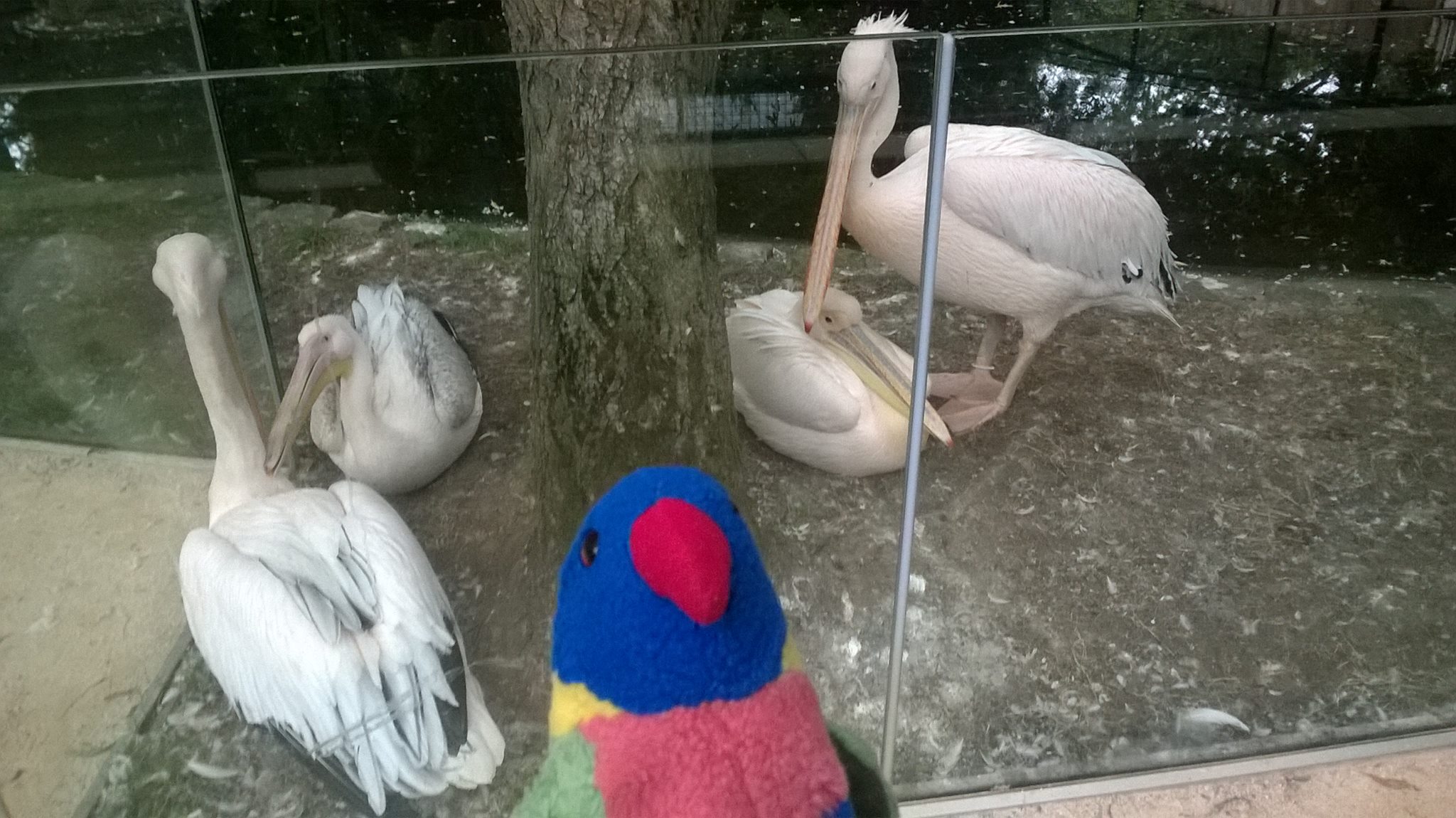 Nibbler at the zoo