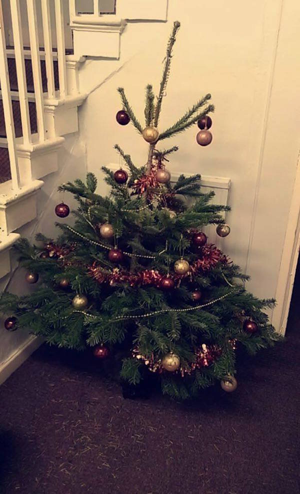 The majestic tree in question