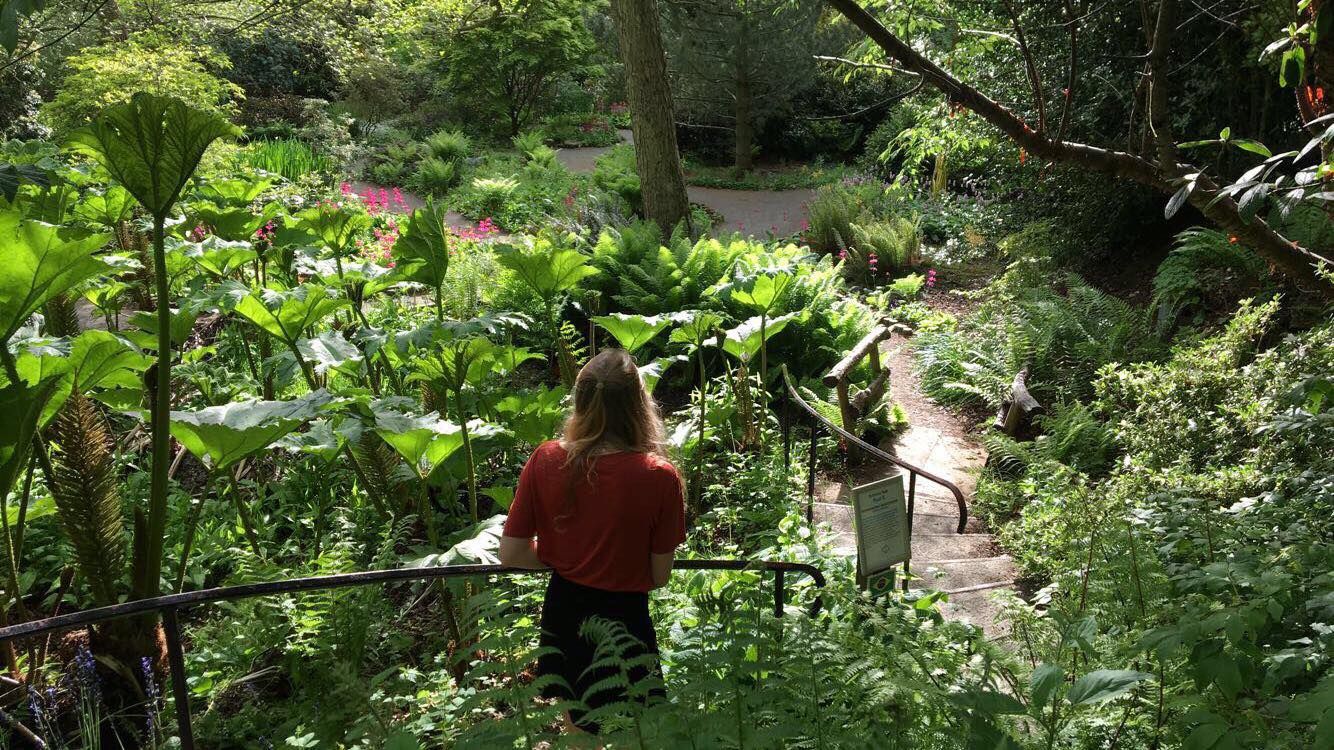 Image may contain: Gardening, Garden, Jungle, Palm Tree, Arecaceae, Vegetation, Tree, Rainforest, Plant, Outdoors, Nature, Land, Forest, Flora, Person, People, Human