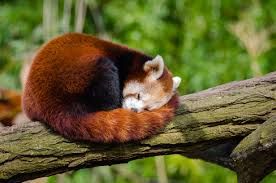 Image may contain: Wildlife, Mammal, Lesser Panda, Bear, Animal