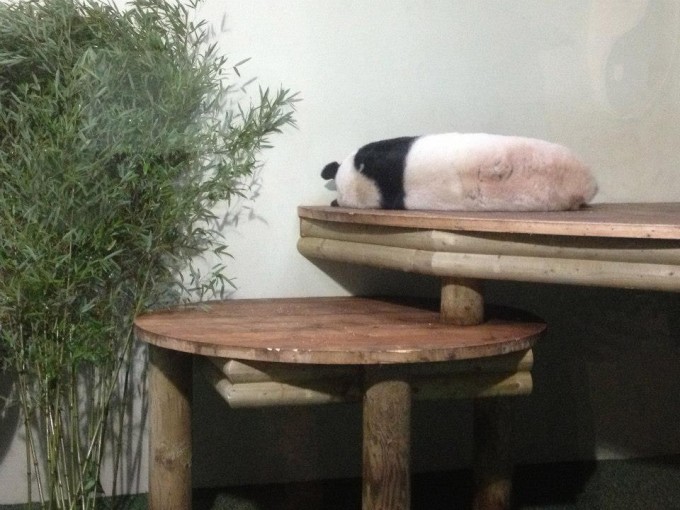 The picture I got when I went to visit the Zoo. Think they'd had a tiff.