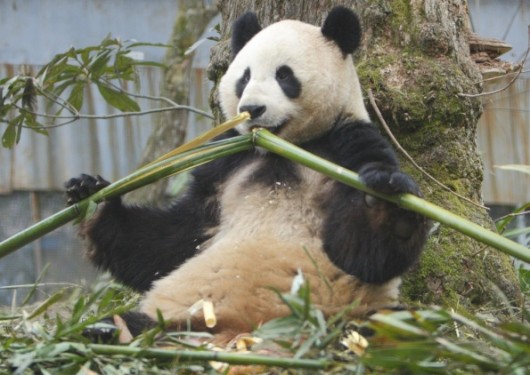 tian tian