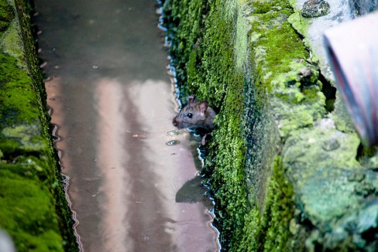 rat