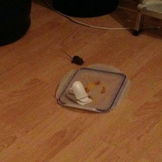 A last resort DIY trap...