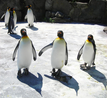 penguin 2