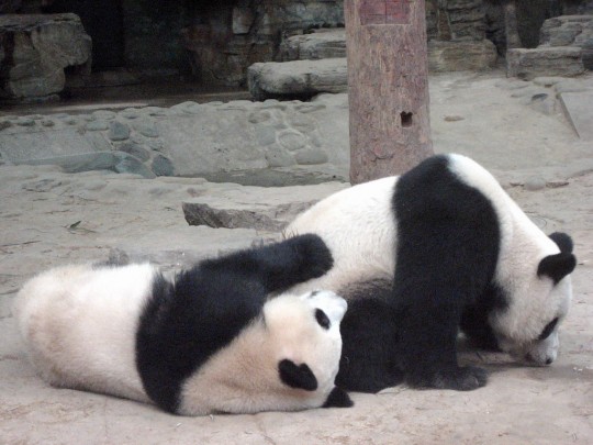Pandas are known to be rather voyeuristic