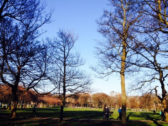 Sunshine on some trees