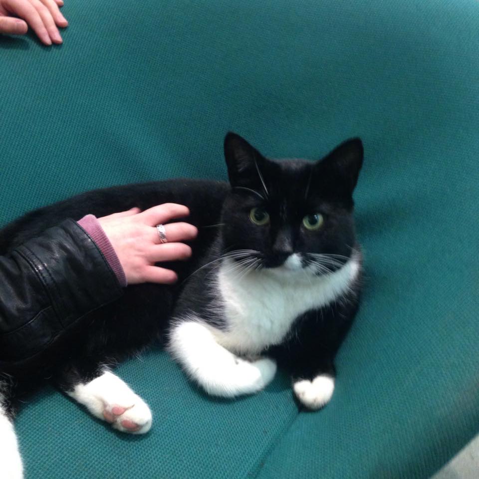 One of the prizes probably won't be Library Cat
