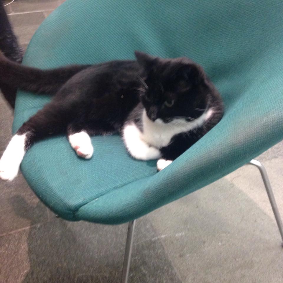 lib cat