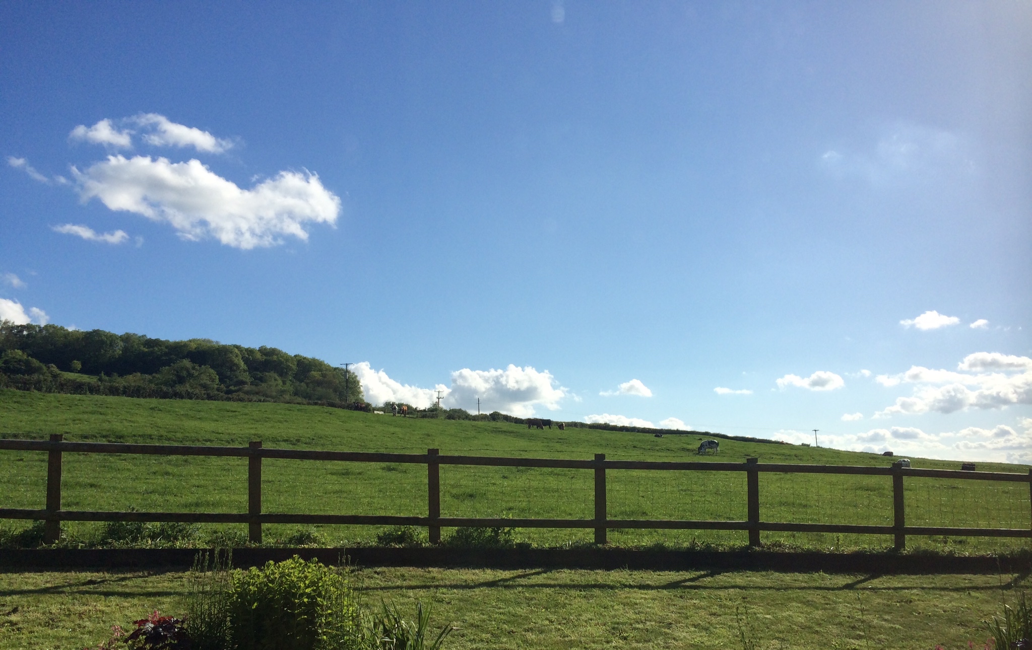 Mow the lawn, nah - get the cows to do it.