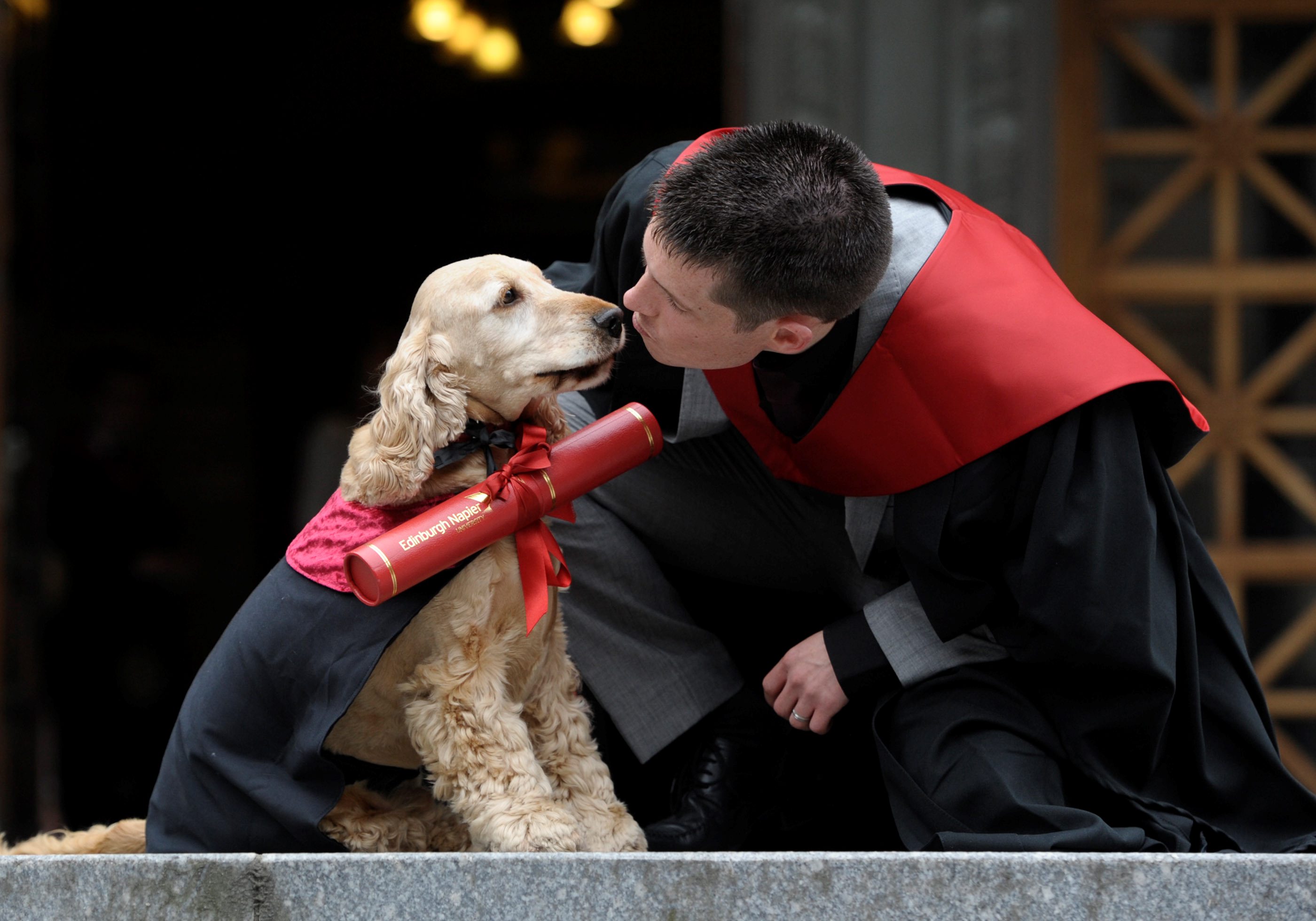 SCT_HEMEDIA_DOG_080210985