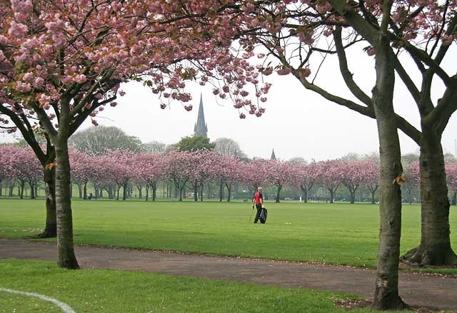 meadows-day-time