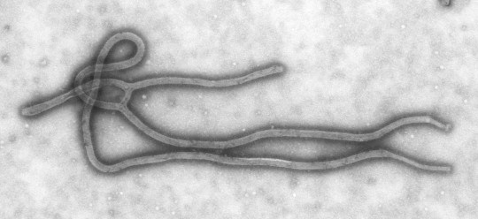 ebola