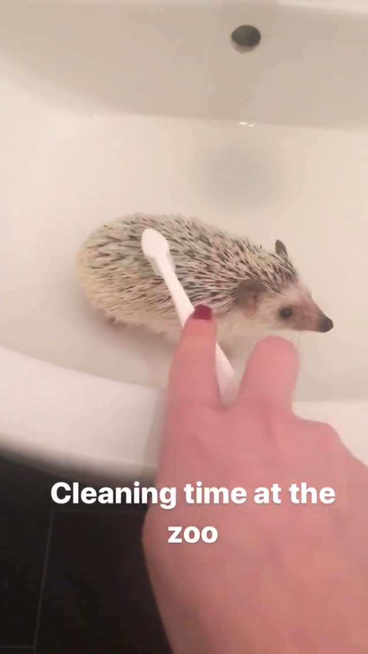 scrub-a-dub-dub