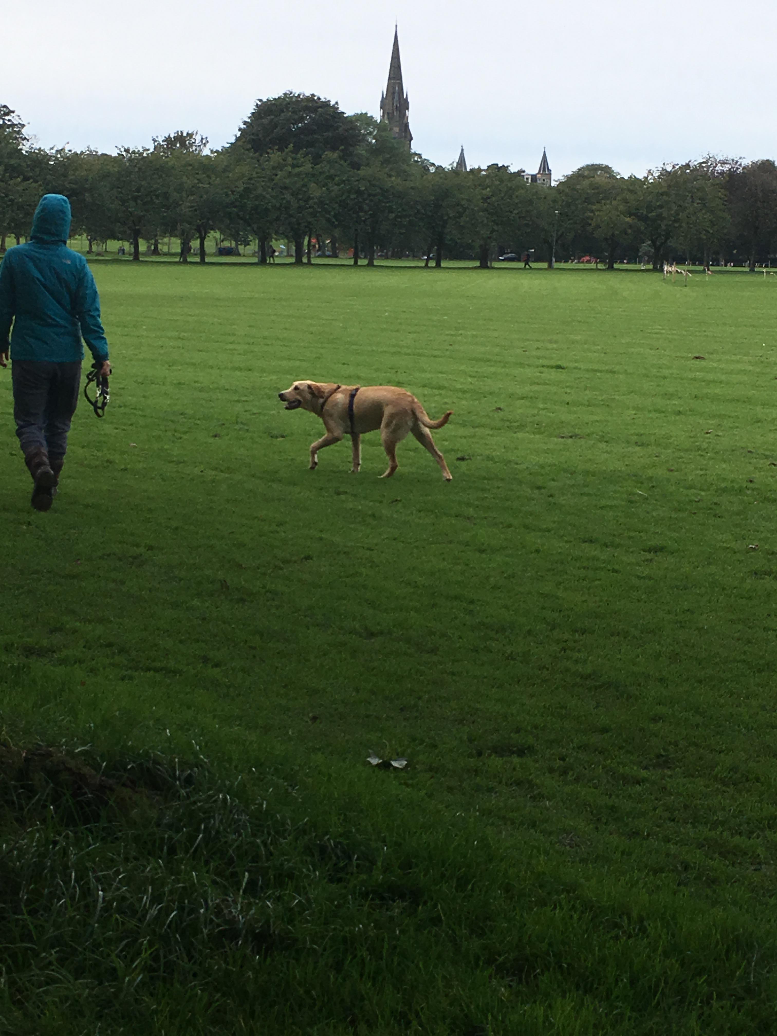 What a good boy labrador