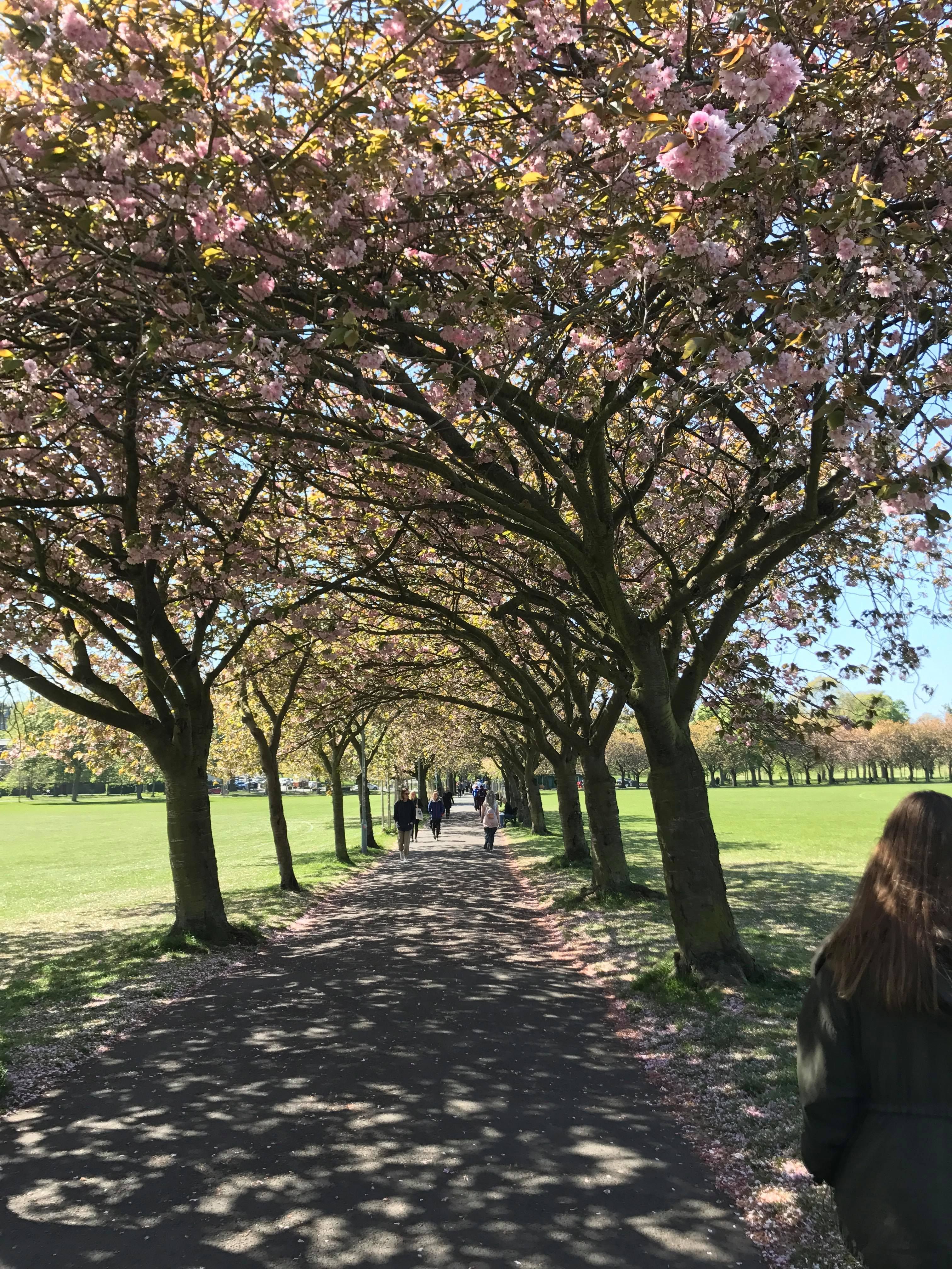 Image may contain: Park, Plant, Flower, Flora, Cherry Blossom, Blossom, Person, People, Human