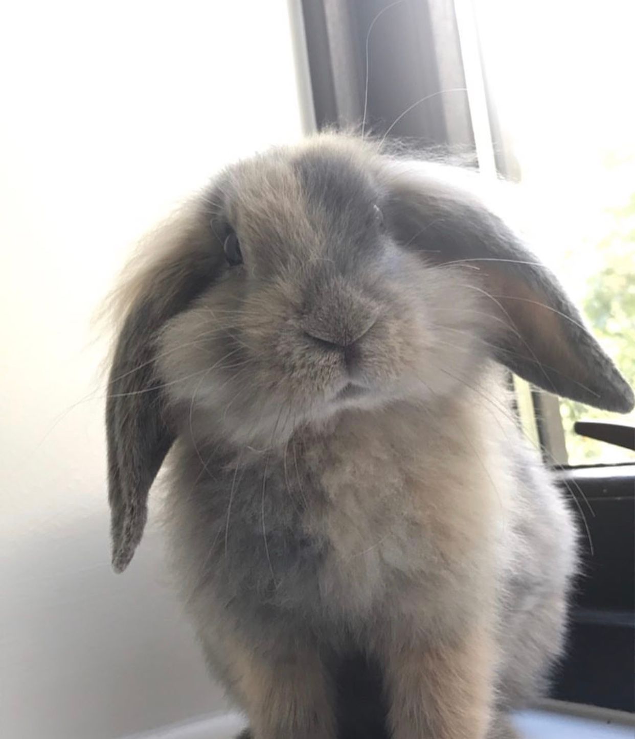 Image may contain: Rodent, Rabbit, Mammal, Bunny, Animal