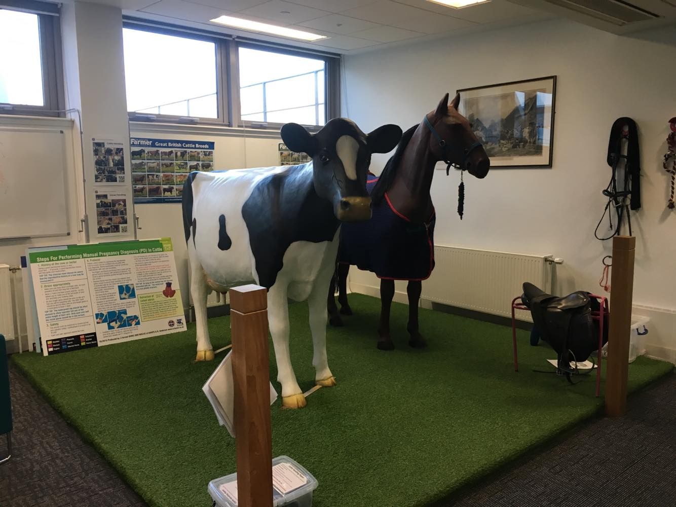 Image may contain: Window, Dairy Cow, Fitness, Working Out, Sports, Sport, Exercise, Mammal, Cow, Cattle, Animal