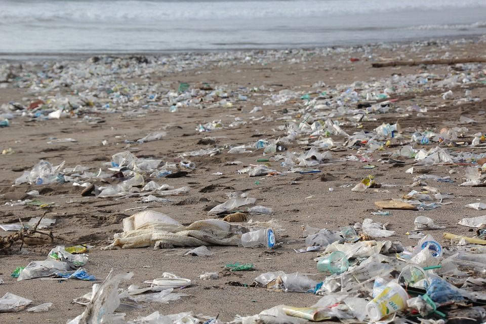 Image may contain: Animal, Bird, Ground, Bag, Plastic Bag, Plastic, Trash, Pollution
