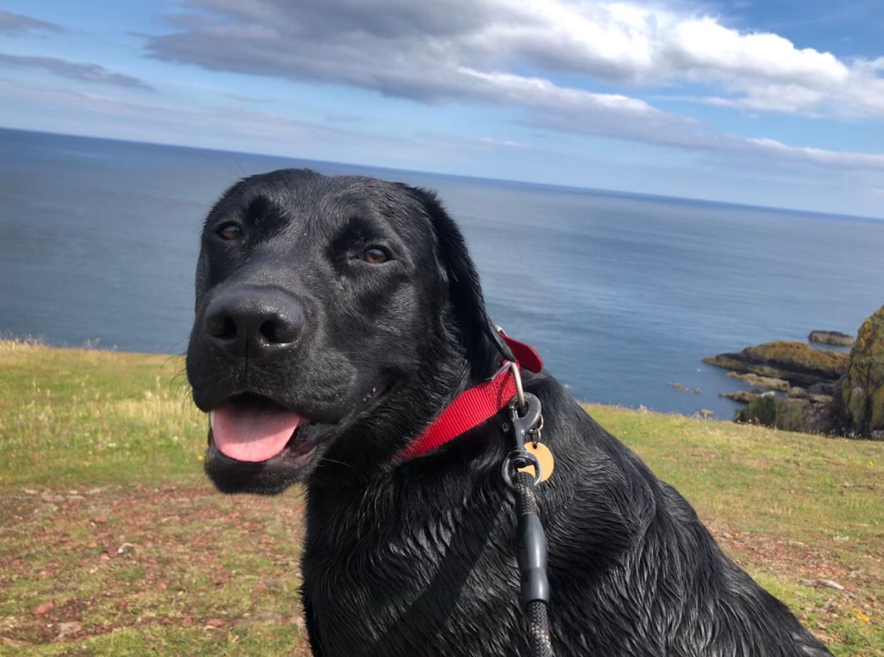 Image may contain: Nature, Outdoors, Labrador Retriever, Newfoundland, Canine, Pet, Mammal, Animal, Dog