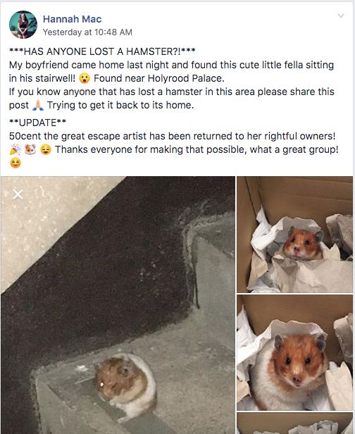 Image may contain: Pet, Hamster, Animal, Mammal, Rodent