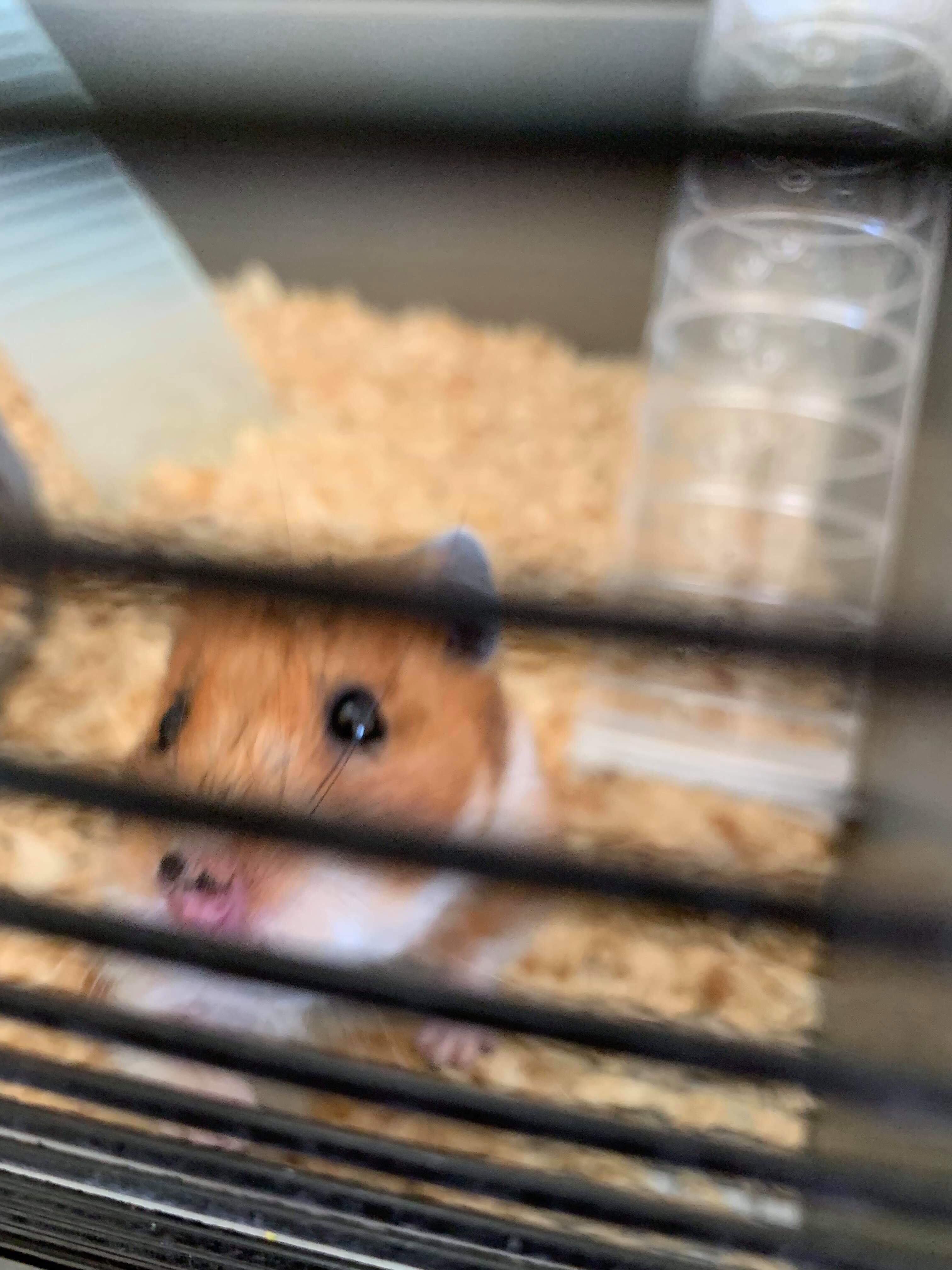 Image may contain: Rat, Pet, Hamster, Mammal, Rodent, Animal