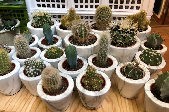 Image may contain: Cactus, Plant