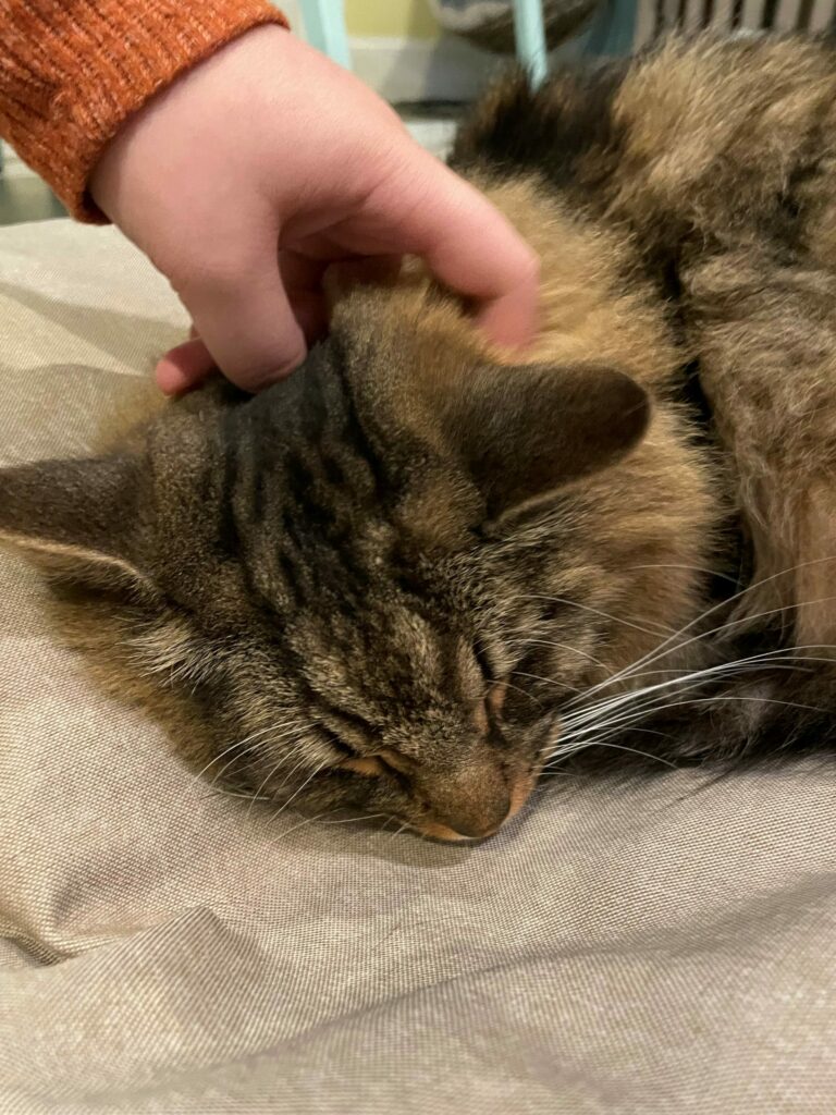 Maison de Moggy edinburgh cat cafe review