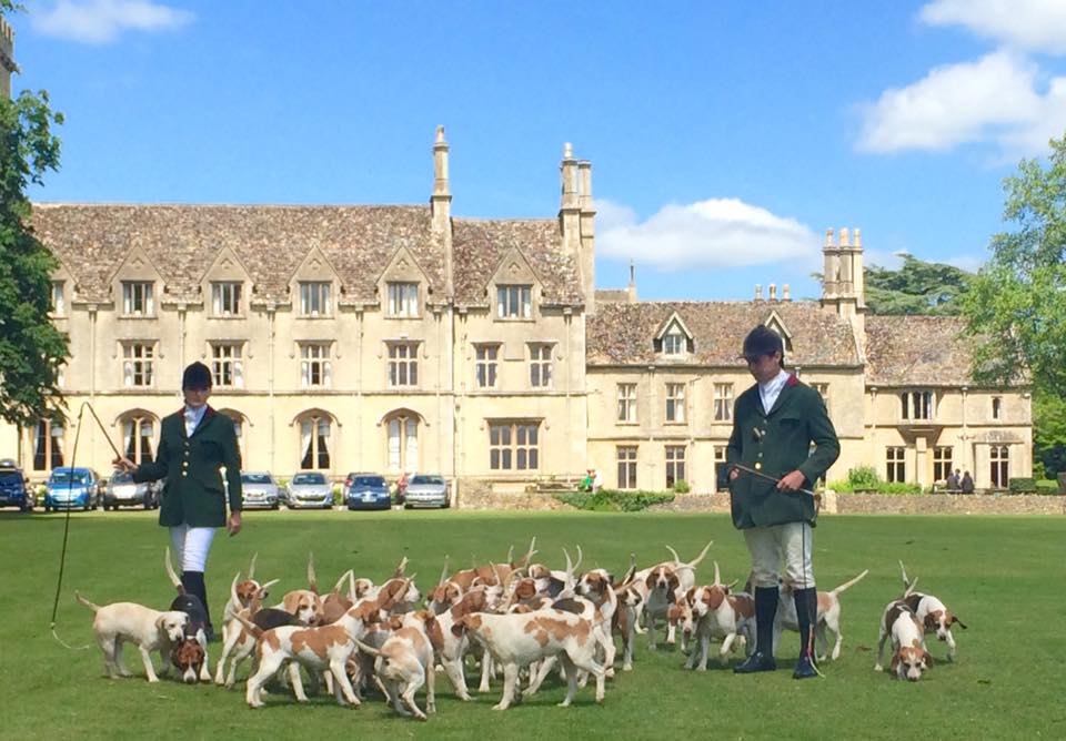 Beagles