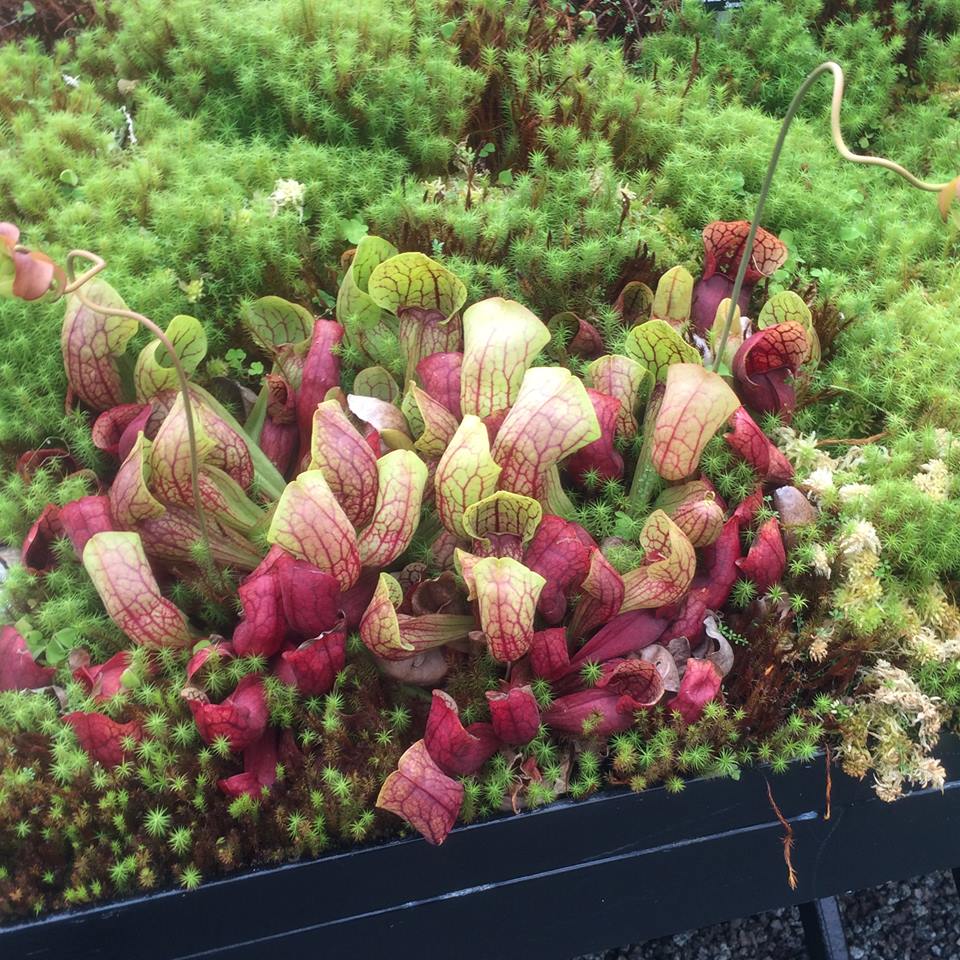 13592661-10209930066148284-4321191676894622558-n