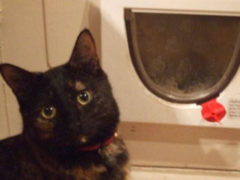 Jiji was found decapitated near her home on May 22nd