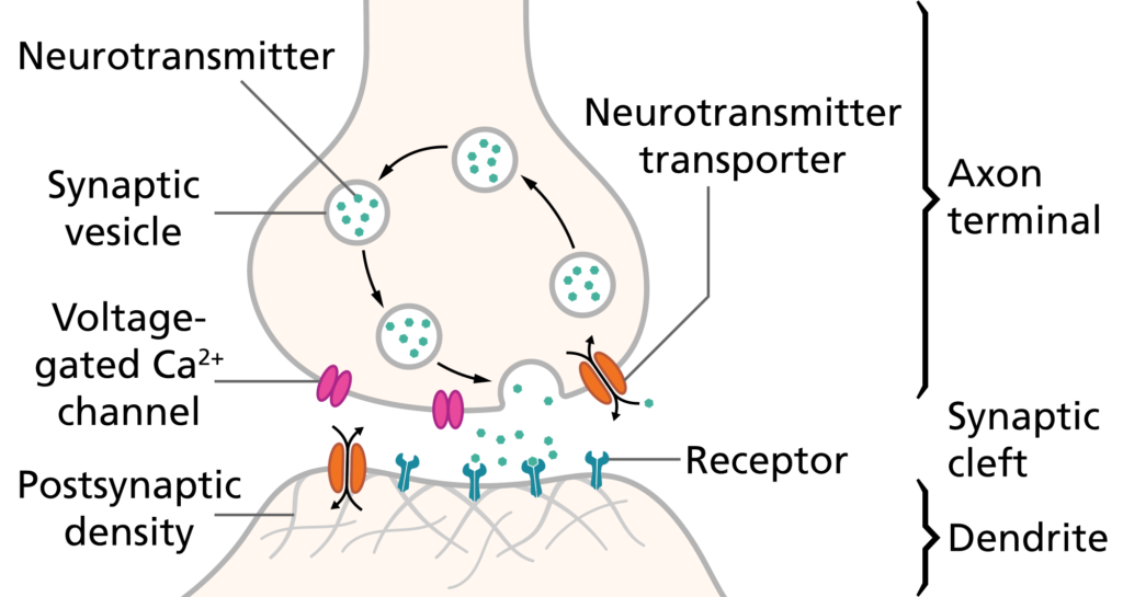 SynapseSchematic_en.svg