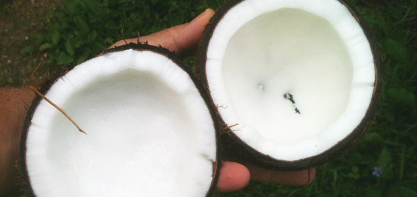 coconut2