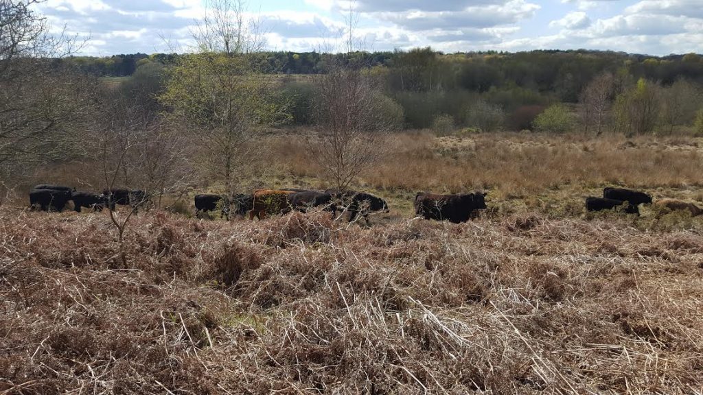 Cows SP