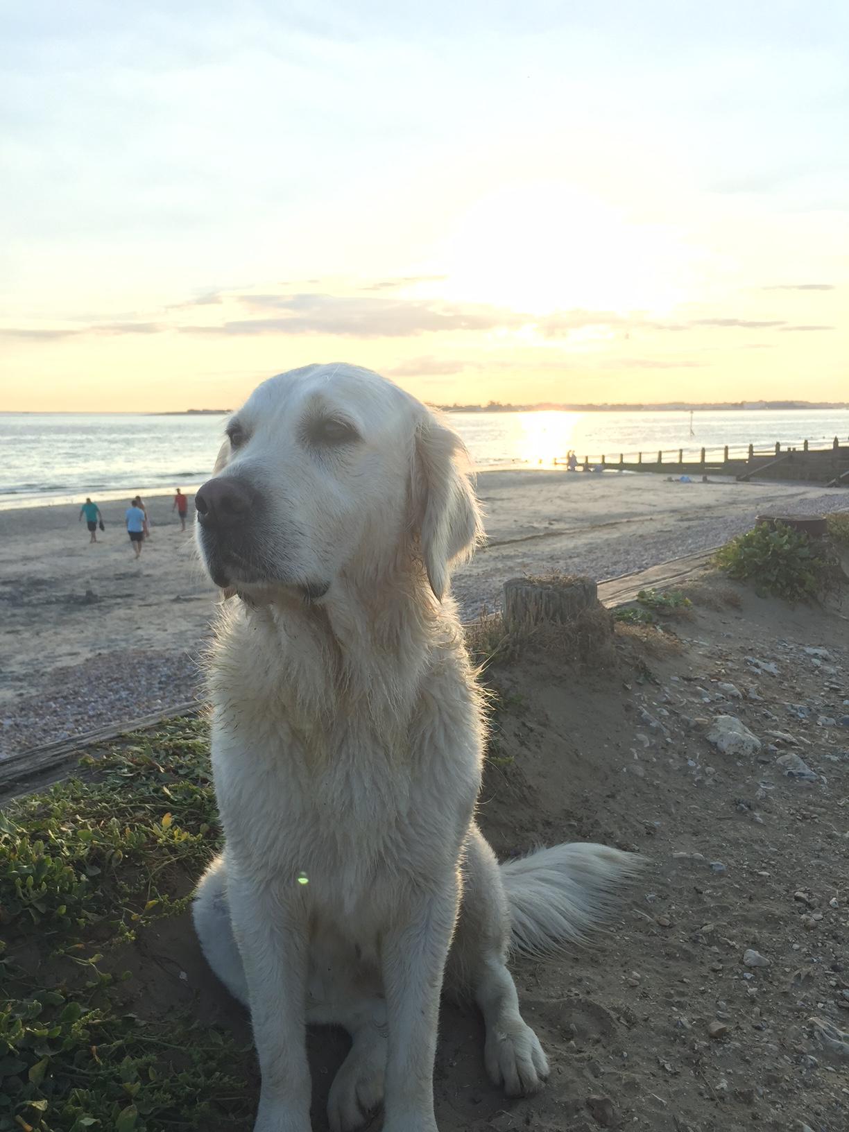 A Golden retriever on the beach in Surrey