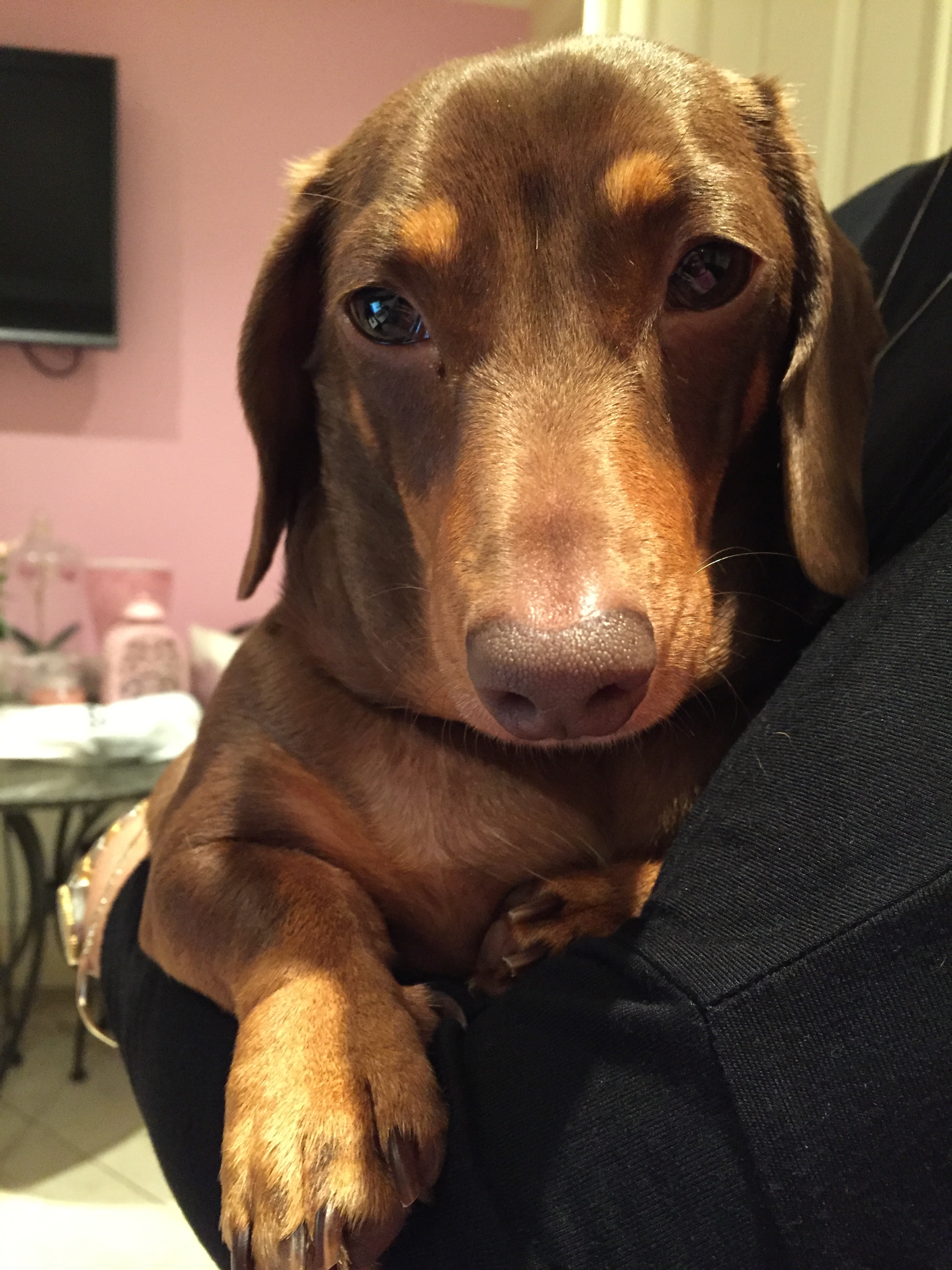 Tfw you think you're going on a date with a cute dog but then he turns out to be a repulsive human man