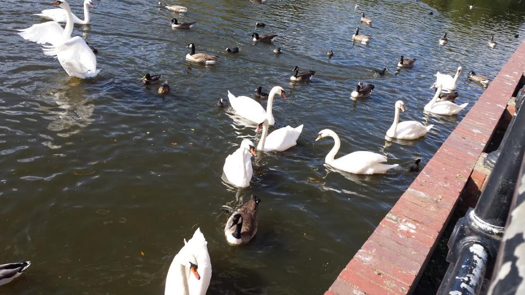 Swans