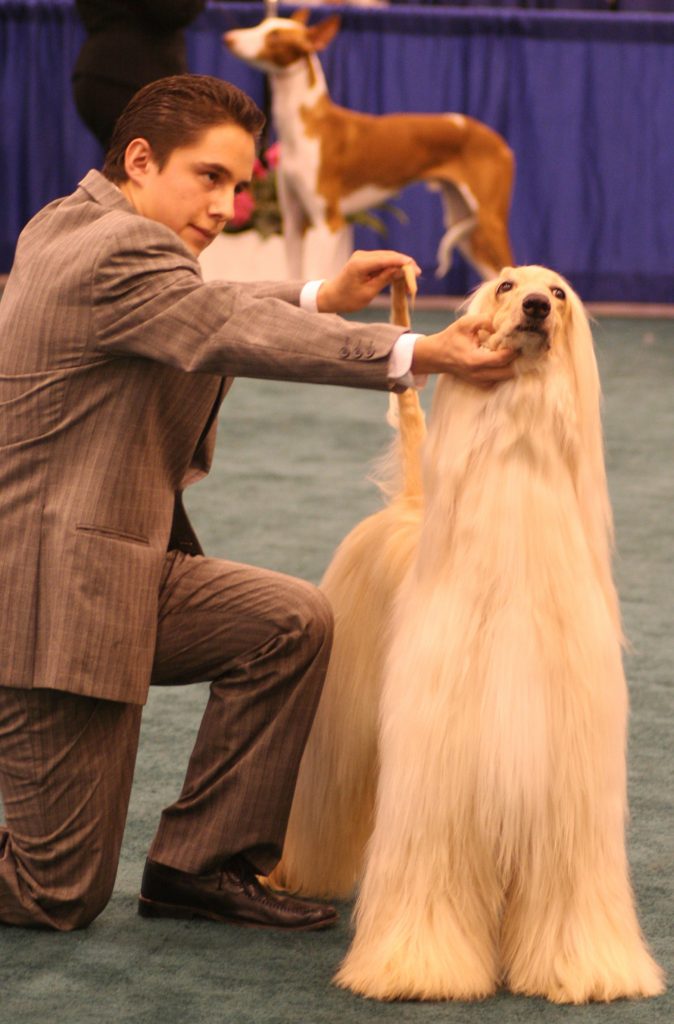 afghan_hound_dogshow