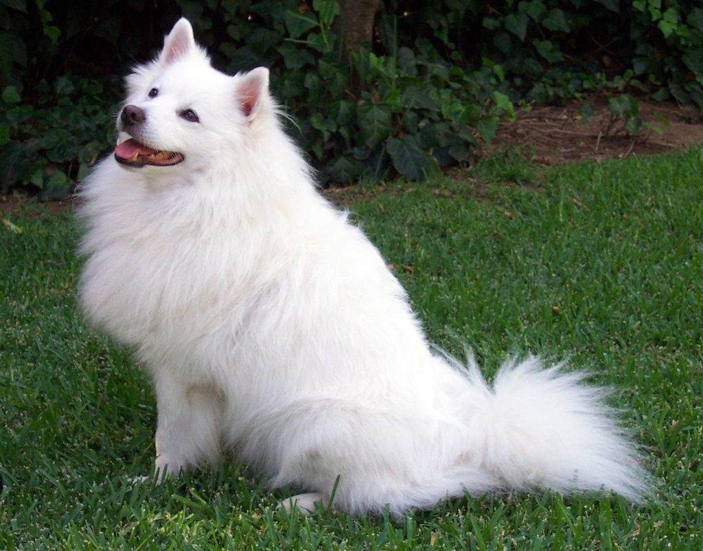 american_eskimo_dog