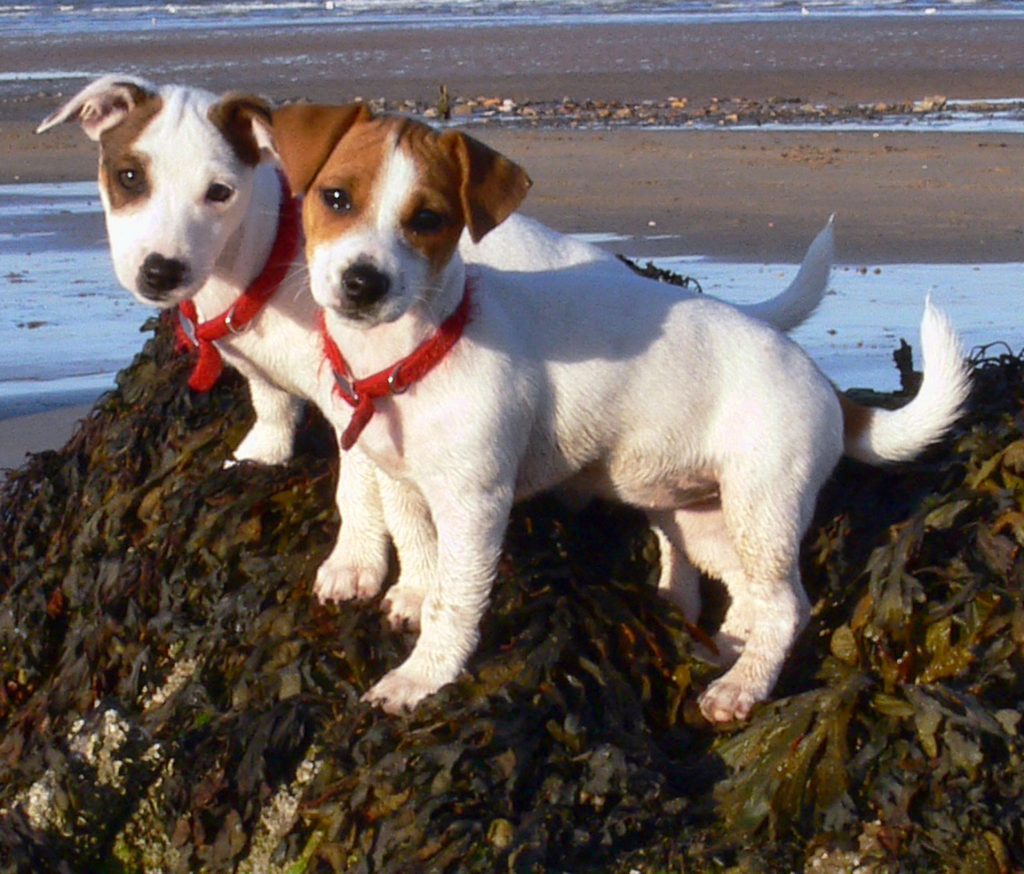 jack_russell_puppies