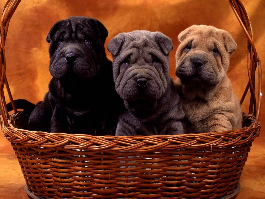 shar_pei_puppies