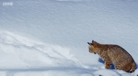 bobcat
