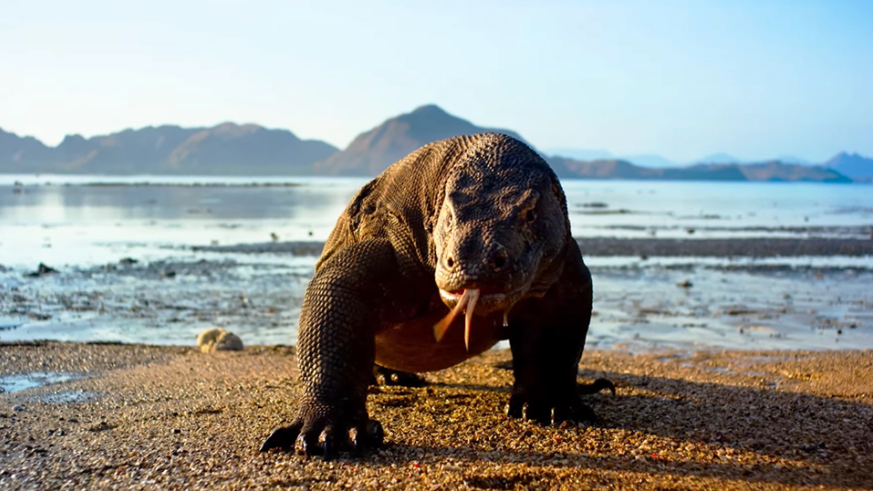 This komodo dragon will fuck you up