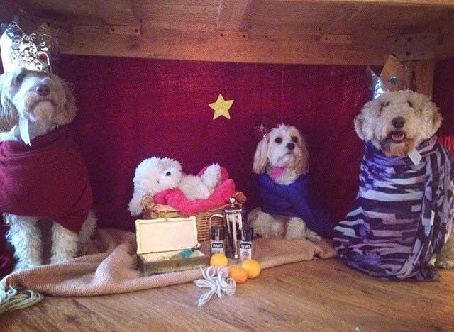 dog-nativity
