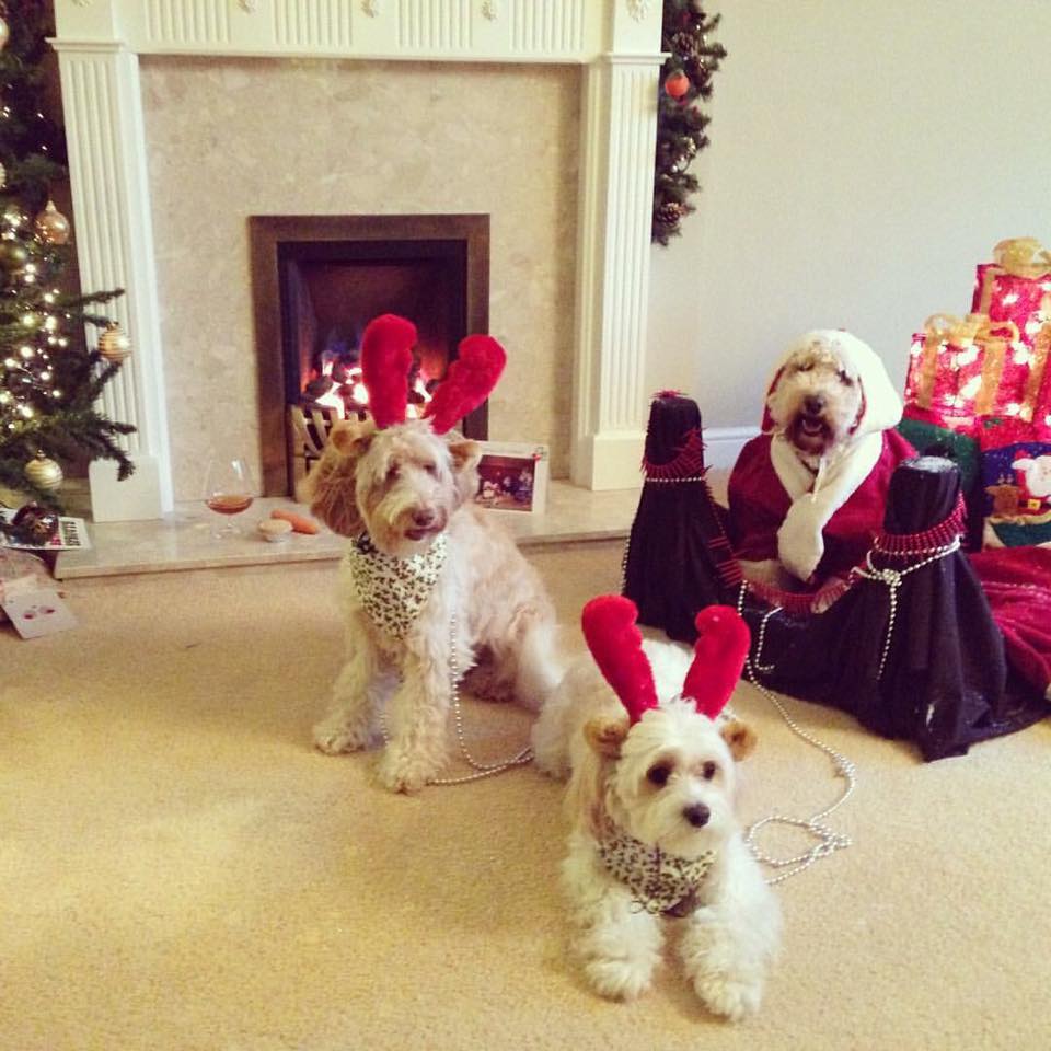 dog-nativity3