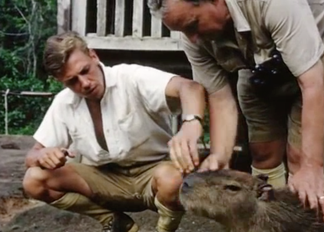 young David Attenborough