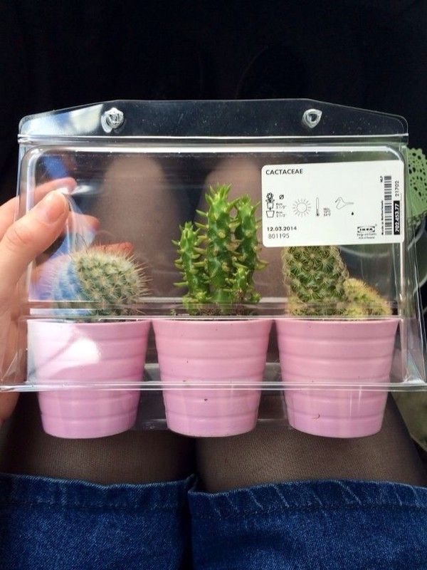 Image may contain: Herbs, Herbal, Weed, Thistle, Flower, Flora, Phone, Mobile Phone, Electronics, Cell Phone, Cactus, Produce, Market, Planter, Potted Plant, Plant