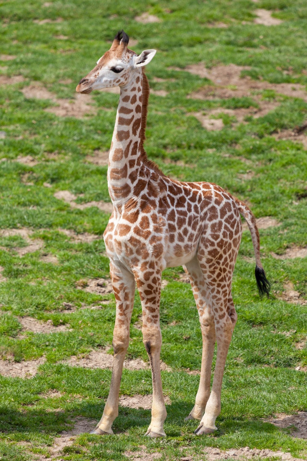 Image may contain: Wildlife, Mammal, Giraffe, Animal