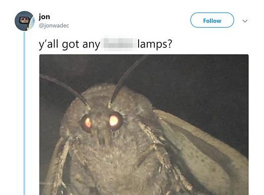 Image may contain: Insect, Invertebrate, Butterfly, Animal, Soil